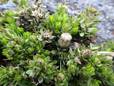 Baccharis caespitosa, photographed by Fabien Anthelme