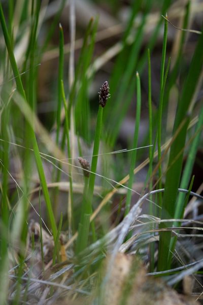 Eleocharis compressa, photographed by Nathan Aaron