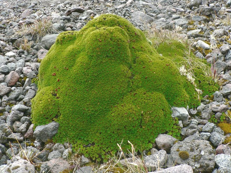 Azorella corymbosa, photographed by Fabien Anthelme