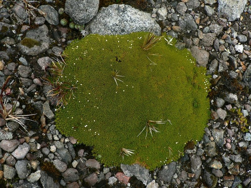 Arenaria dicranoides, photographed by Fabien Anthelme