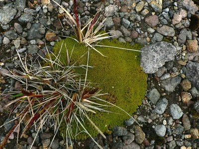 Arenaria dicranoides, photographed by Fabien Anthelme