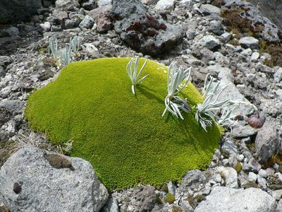 Arenaria dicranoides, photographed by Fabien Anthelme