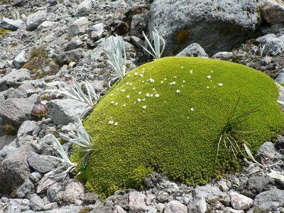 Arenaria dicranoides, photographed by Fabien Anthelme