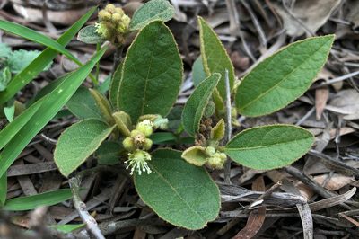 Croton crassifolius, photographed by Cheng-Tao Lin