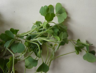 Oxalis chnoodes, photographed by Peter de Lange