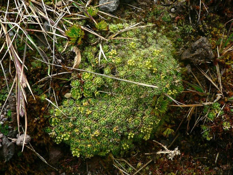 Draba aretioides, photographed by Fabien Anthelme