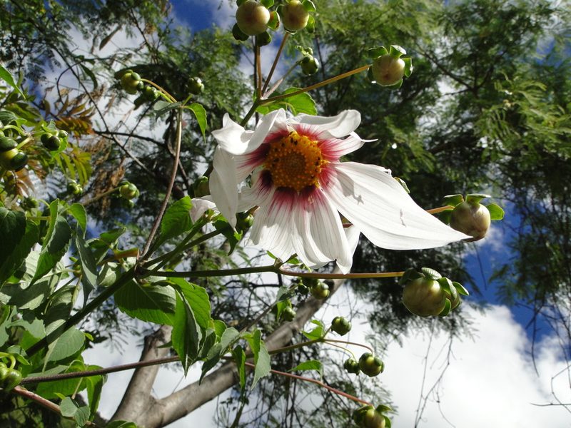 Dahlia campanulata, photographed by Eugenio Padilla