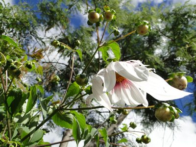 Dahlia campanulata, photographed by Eugenio Padilla