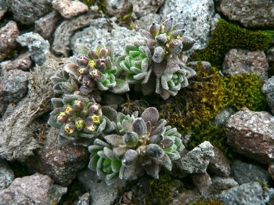 Draba depressa, photographed by Fabien Anthelme