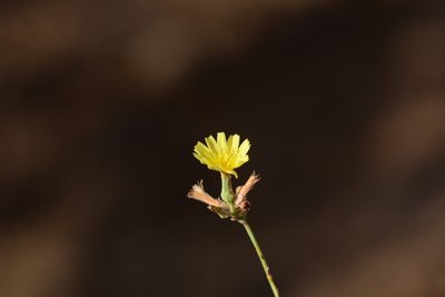 Launaea sarmentosa, photographed by S.MORE