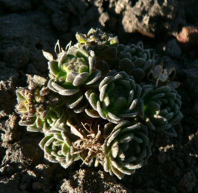 Draba depressa, photographed by Fabien Anthelme
