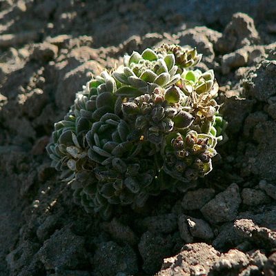 Draba depressa, photographed by Fabien Anthelme