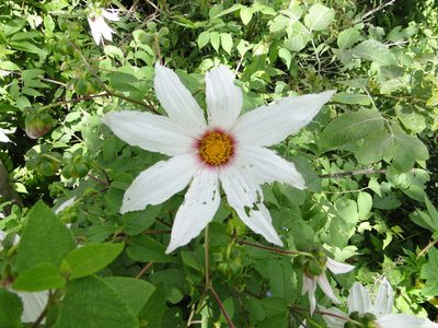 Dahlia campanulata, photographed by Eugenio Padilla