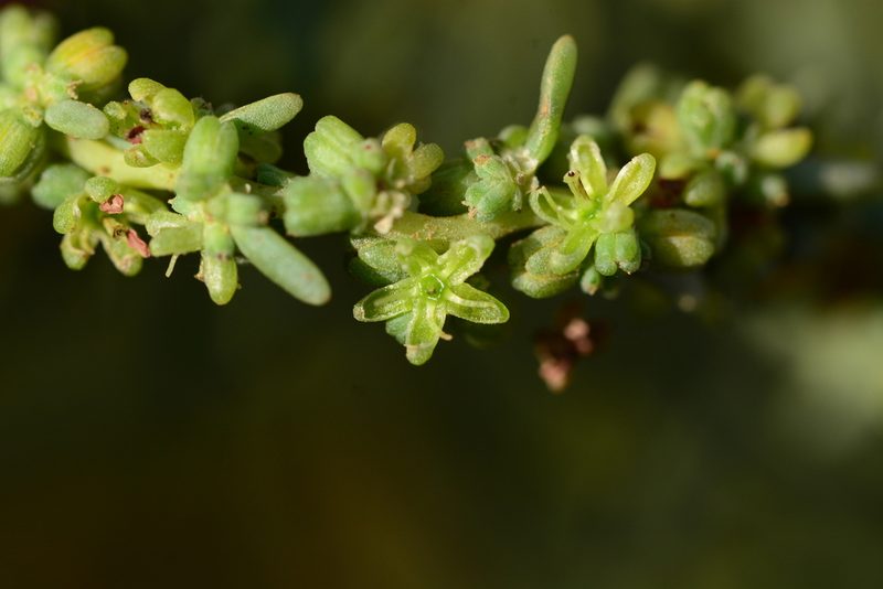 Suaeda monoica, photographed by S.MORE