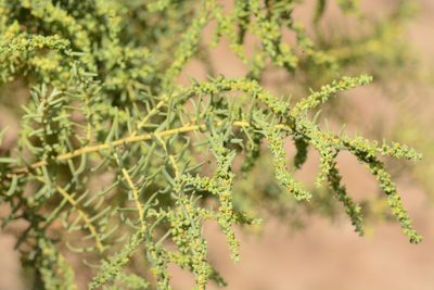 Suaeda monoica, photographed by S.MORE