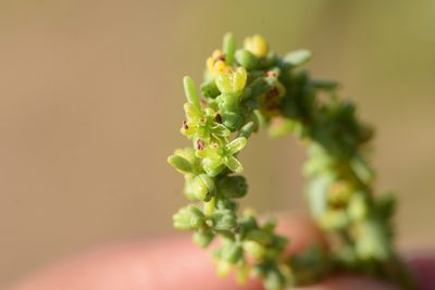 Suaeda monoica, photographed by S.MORE