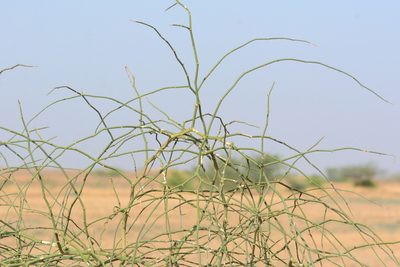 Capparis decidua, photographed by S.MORE
