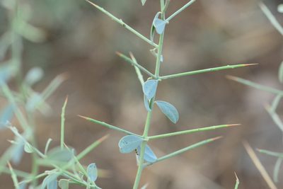 Alhagi maurorum, photographed by S.MORE