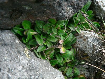 Erigeron ecuadoriensis, photographed by Fabien Anthelme