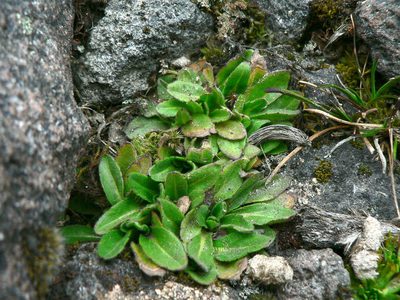 Erigeron ecuadoriensis, photographed by Fabien Anthelme