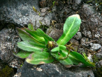 Erigeron ecuadoriensis, photographed by Fabien Anthelme