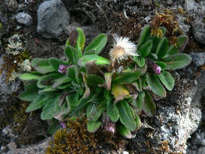 Erigeron ecuadoriensis, photographed by Fabien Anthelme