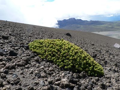 Pentacalia microdon, photographed by Fabien Anthelme