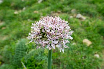 Allium nigrum, photographed by William Stephens