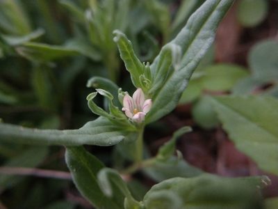 Spigelia hedyotidea, photographed by Cleveland Powell