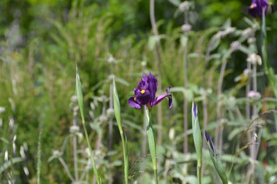 Iris filifolia, photographed by William Stephens