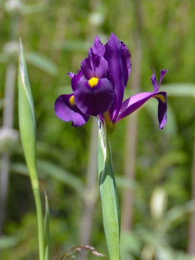 Iris filifolia, photographed by William Stephens
