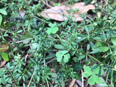Galium spurium, photographed by Cheng-Tao Lin
