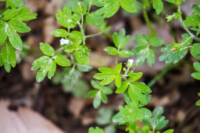Phacelia ranunculacea, photographed by Melissa McMasters