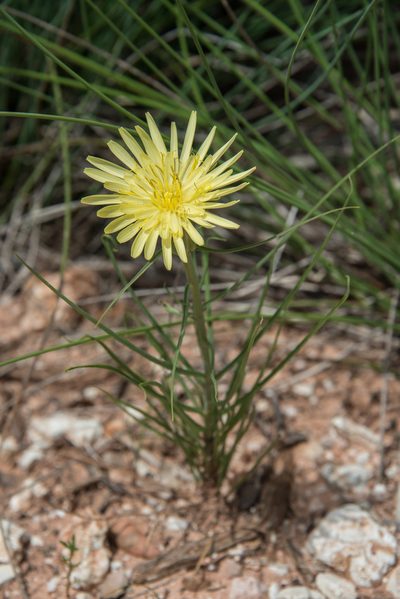 Scorzonera angustifolia, photographed by William Stephens
