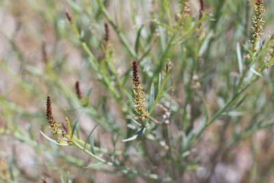 Stillingia linearifolia, photographed by Jesse Rorabaugh