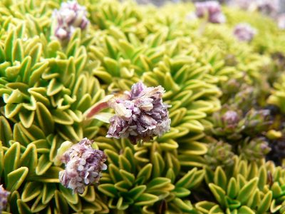 Valeriana alypifolia, photographed by Fabien Anthelme