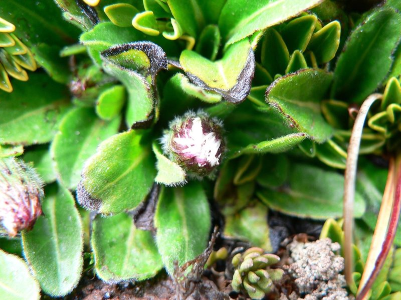 Erigeron ecuadoriensis, photographed by Fabien Anthelme