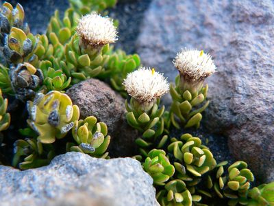 Baccharis caespitosa, photographed by Fabien Anthelme