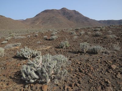 Euphorbia handiensis, photographed by Yves Bas