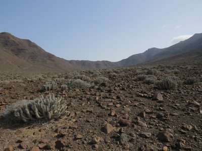 Euphorbia handiensis, photographed by Yves Bas