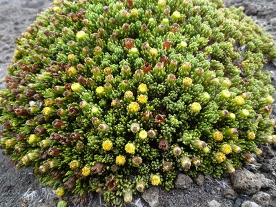 Pentacalia microdon, photographed by Fabien Anthelme