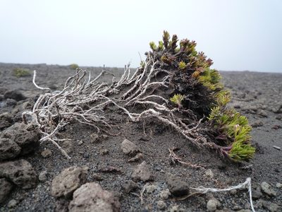 Pentacalia microdon, photographed by Fabien Anthelme