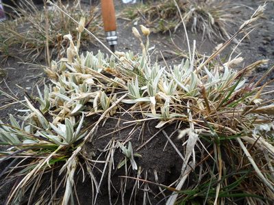Cerastium floccosum, photographed by Fabien Anthelme