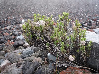 Valeriana microphylla, photographed by Fabien Anthelme