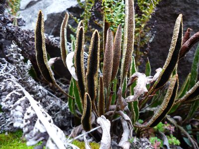 Elaphoglossum mathewsii, photographed by Fabien Anthelme