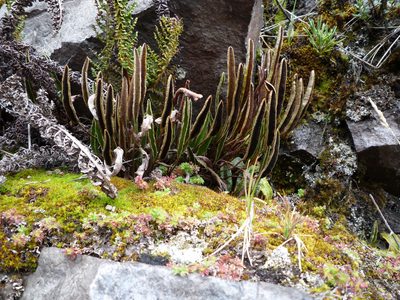 Elaphoglossum mathewsii, photographed by Fabien Anthelme