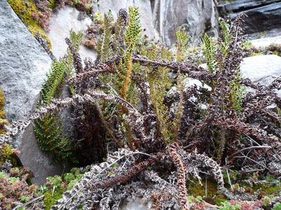 Polystichum orbiculatum, photographed by Fabien Anthelme