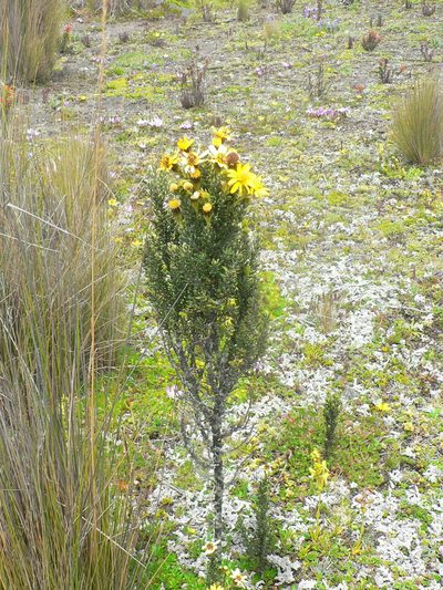 Pentacalia peruviana, photographed by Fabien Anthelme