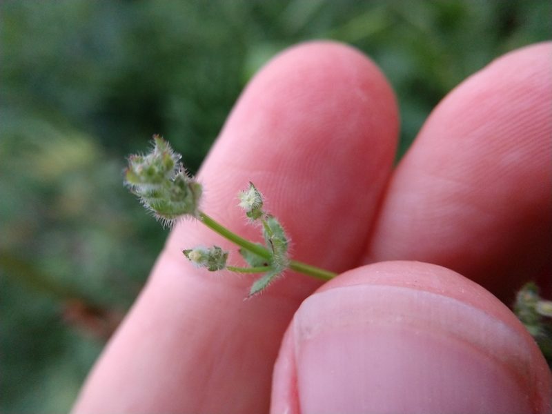 Galium texense, photographed by Cleveland Powell