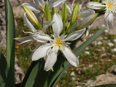 Pancratium illyricum, photographed by Yves Bas